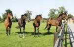 Horses Looking Stock Photo