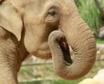 Elephant Eating Stock Photo