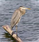 Postcard With A Great Blue Heron Standing On A Log Stock Photo