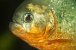 Red Bellied Piranha Fish On A Tank Stock Photo