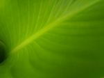 Green Banana Leaf Background Stock Photo