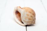 Seashell On White Stock Photo