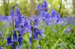 Sussex Bluebells Stock Photo