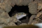 Leopard Gecko Stock Photo