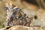 Painted Lady (vanessa Cardui) Stock Photo