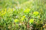 Close-up Of Beautiful Garden Flowers Field A Little Flowers Background Stock Photo