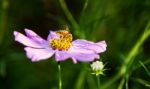 Flower Bee Stock Photo