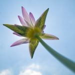 Pink Lotus Stock Photo