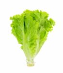 Lettuce Isolated On White Background Stock Photo