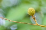 Green Small Longan Fruit Stock Photo