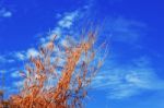 Dry Grass With The Blue Sky Stock Photo