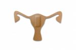 Uterus Stock Photo