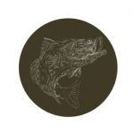 Largemouth Bass Scratchboard Stock Photo