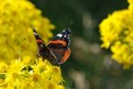 Red Admiral Butterfly Stock Photo