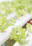 Frillice Iceberg Plants On Hydrophonic Farm Stock Photo