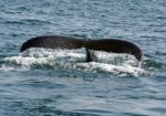 Humpback Whale Tail Stock Photo