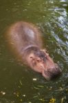 Hippopotamus Swimming In Water Stock Photo