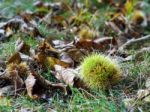 Sweet Chestnut (castanea Sativa) Stock Photo