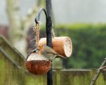 Robin Eating Food Stock Photo