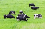 Cows On The Pasture Stock Photo