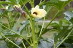 Plantation Of Turkish Shacks In Organic Garden Stock Photo