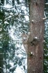 Lynx In A Winter Forest Stock Photo