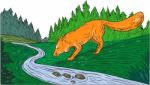 Fox Drinking River Woods Creek Drawing Stock Photo