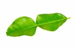 Bergamot Leaf Isolated On The White Background Stock Photo