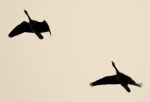 Picture With Two Canada Geese Flying In The Sky Stock Photo