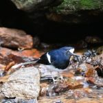 White-crowned Forktail Stock Photo