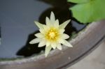 Yellow Lotus Stock Photo