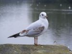 Black Headed Gull Stock Photo