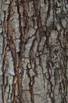 Close Up Texture Of Pine Bark Wood Use As Natural Plank Backgrou Stock Photo