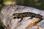 Fire Salamander Stock Photo