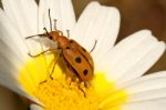 Beetle Bug (leptopalpus Rostratus) Stock Photo