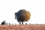 Tree On Countryside Stock Photo