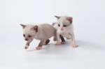 Cute Kitty Cat Playing On White Background Stock Photo