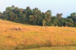 Herd Of Elephant Stock Photo