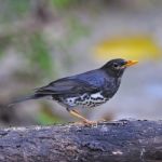 Male Japanese Thrush Stock Photo