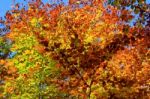 Foliage Of A Beech Stock Photo