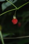 Berry Stock Photo