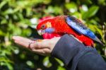 Crimson Rosella Stock Photo