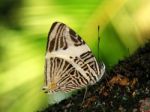 Mosaic Butterfly - Colobura Dirce Stock Photo