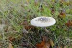 Fungus Stock Photo