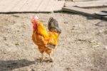 Cock In The Yard Stock Photo