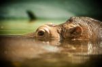 Hippo Stock Photo