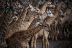 Abstrack Flock Of Giraffe In Wild Stock Photo