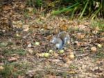 Grey Squirrel (sciurus Carolinensis) At Warnham Nature Reserve Stock Photo