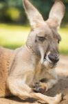 Kangaroo Outside During The Day Time Stock Photo