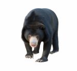 Malayan Sunbear Isolated Stock Photo